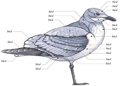 Bird diagram